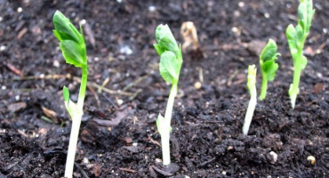 Jak pěstovat a pečovat o chřest venku doma